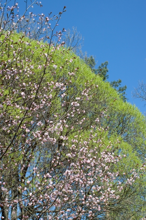 Японский сад