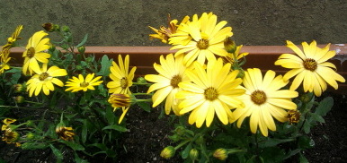 Деньрожденьческое)