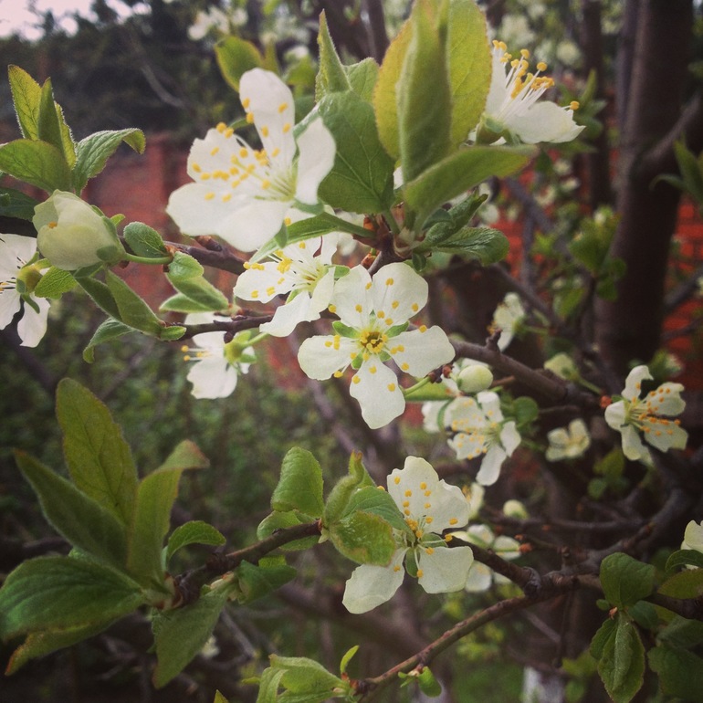 Райский сад....