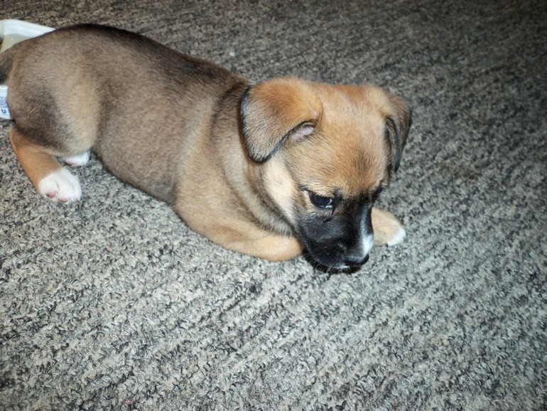 Не знала баба горя купила порося...