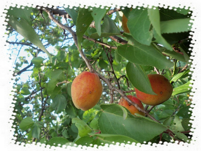 Представляете, ПОСПЕЛИ!