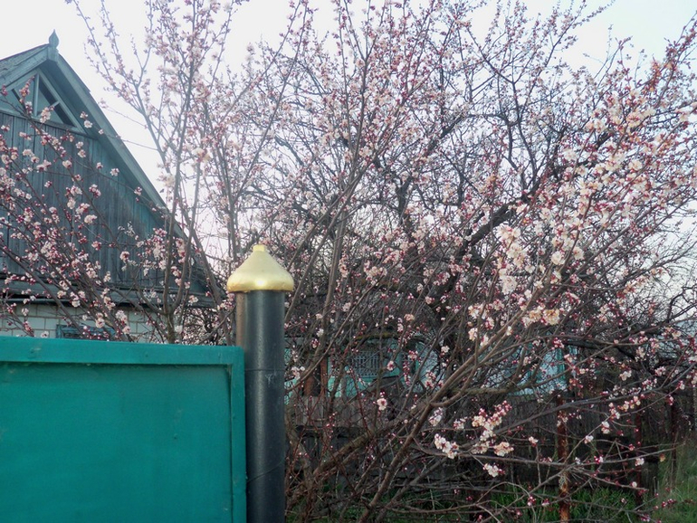 Цветение абрикос.