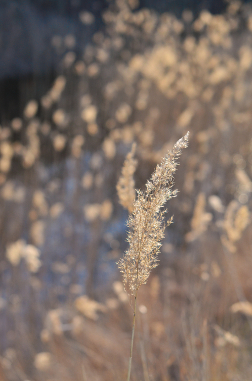 Моя малая Родина..