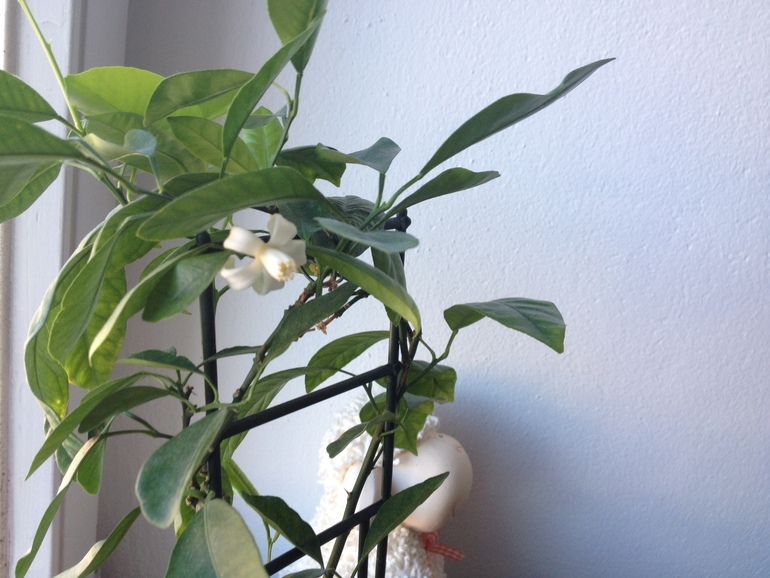 Зацвёл мой декоративный мандарин.)))