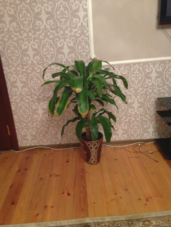 Не знаю названия ,как за ним ухаживать ?помогите кто знает?