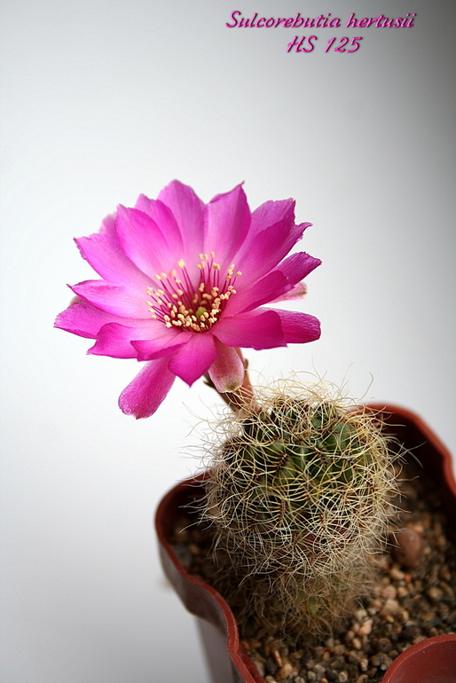 Цветение 2014