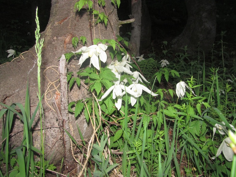 Лесные цветы