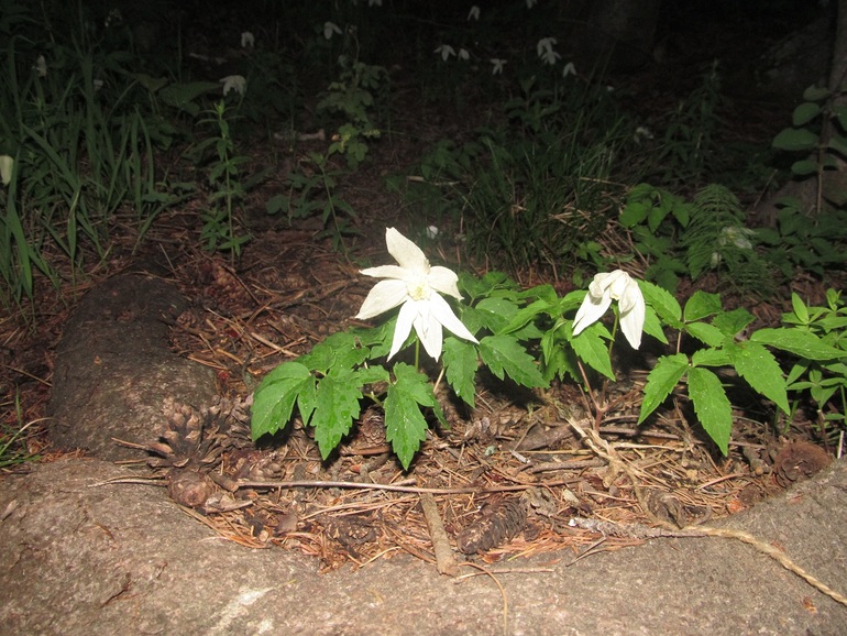 Лесные цветы