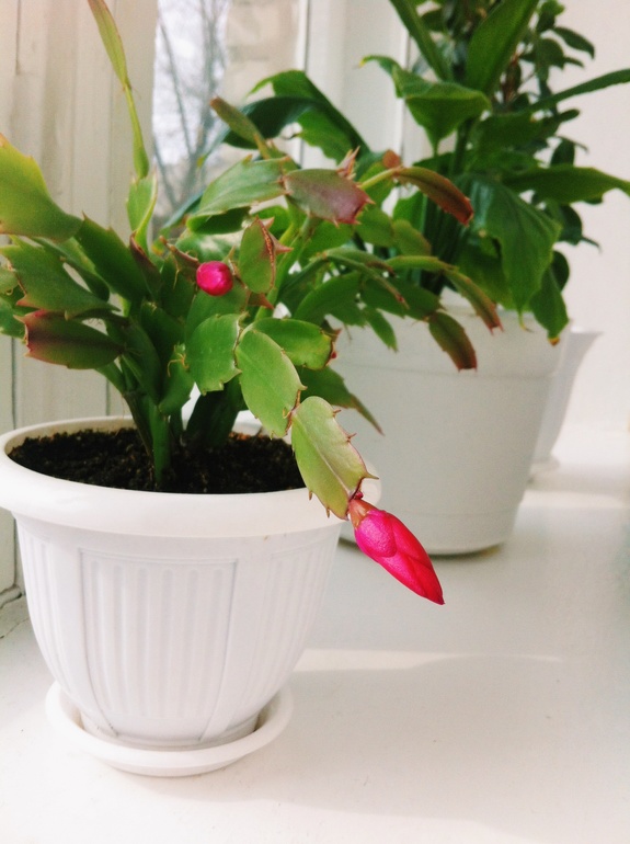 Home, sweet home. 22 марта. С утра пораньше...