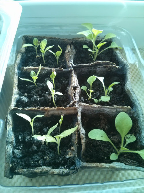 Моя посевная. Итоги за март