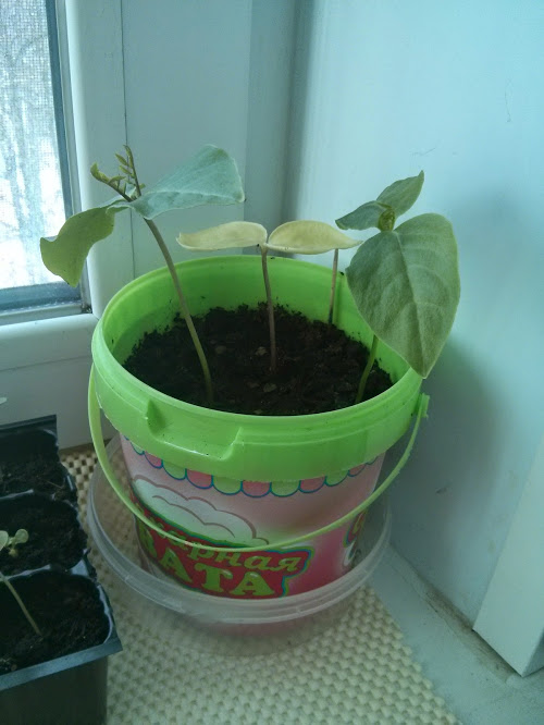 Моя посевная. Итоги за март