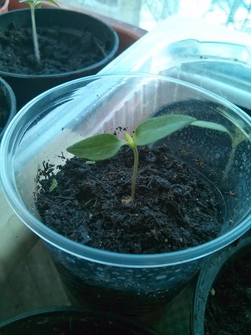 Моя посевная. Итоги за март