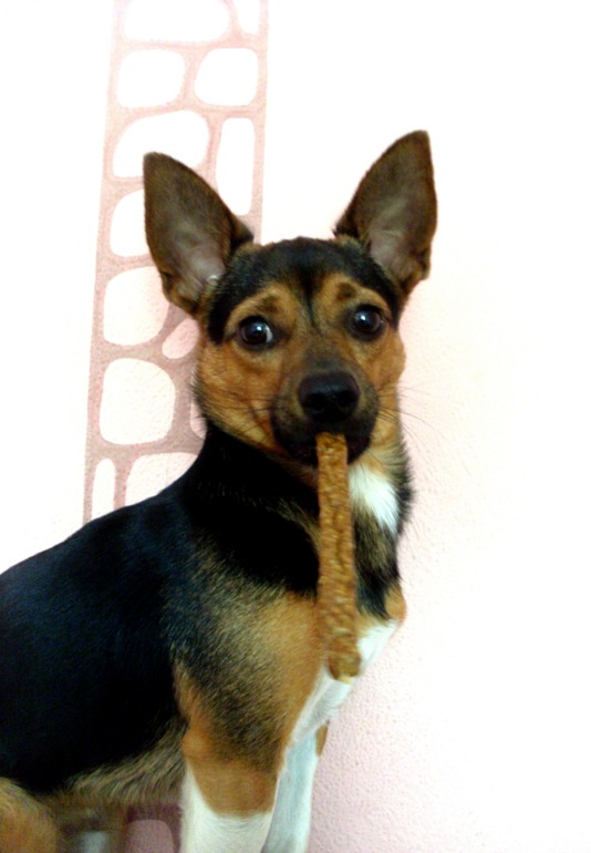 Наши собачьи истории.