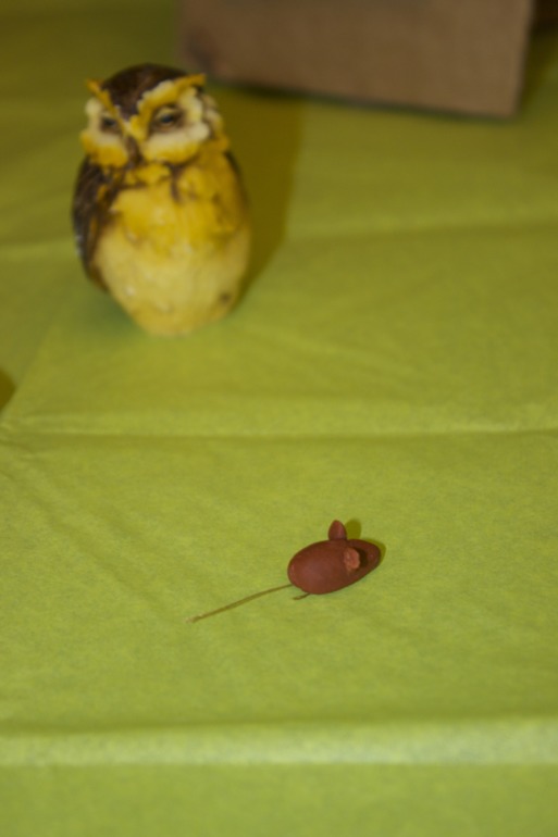 Птичья неделя. Много фото