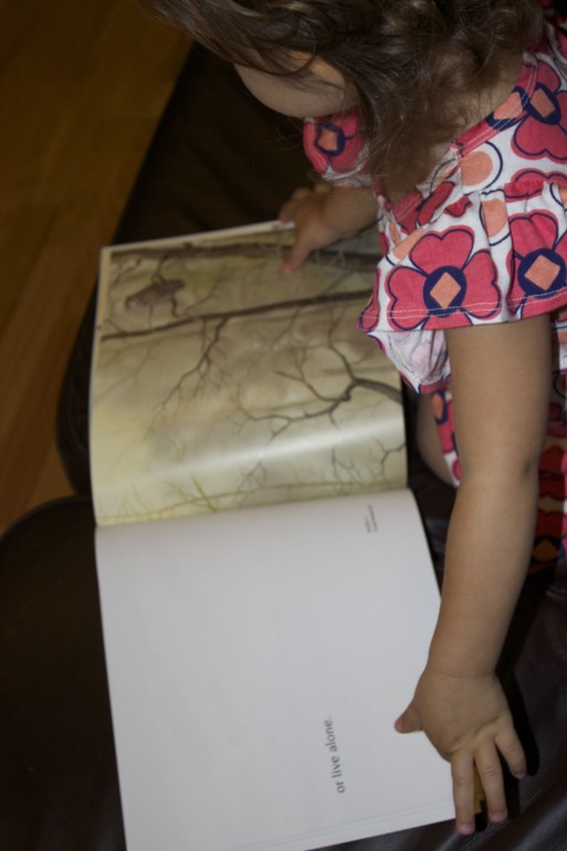 Птичья неделя. Много фото