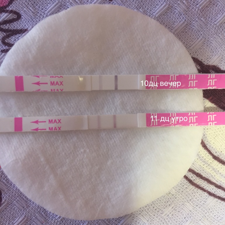 Тесты с овуляцией после 16дц. Овуляция чесать палкой. 16 д ц. 27-28 дц ощущения. 16 д ц.