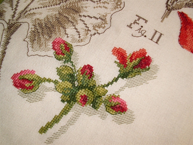 Герань из сериии DFEA Etudes de Botanique