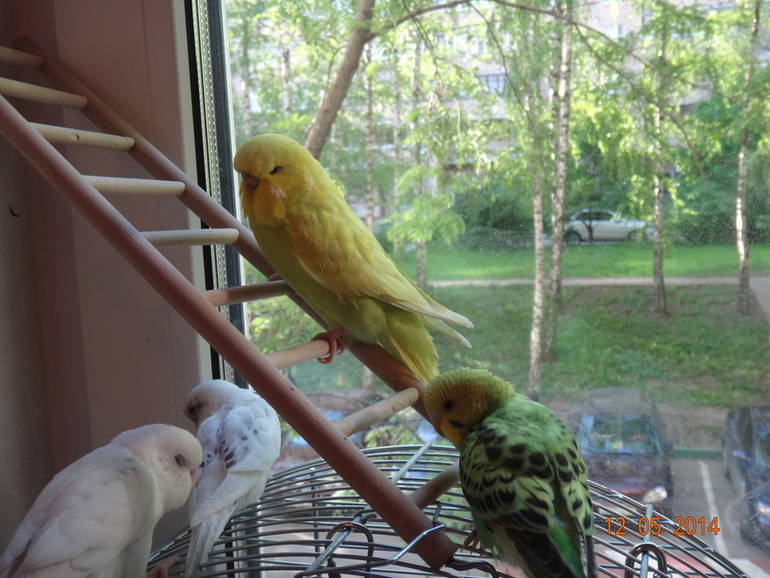 Птенчики уже взрослые