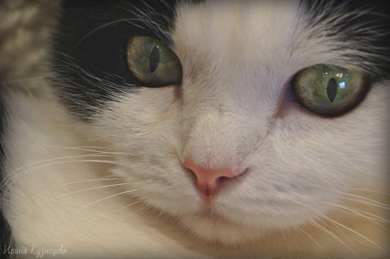 Наша Котенька Туся!