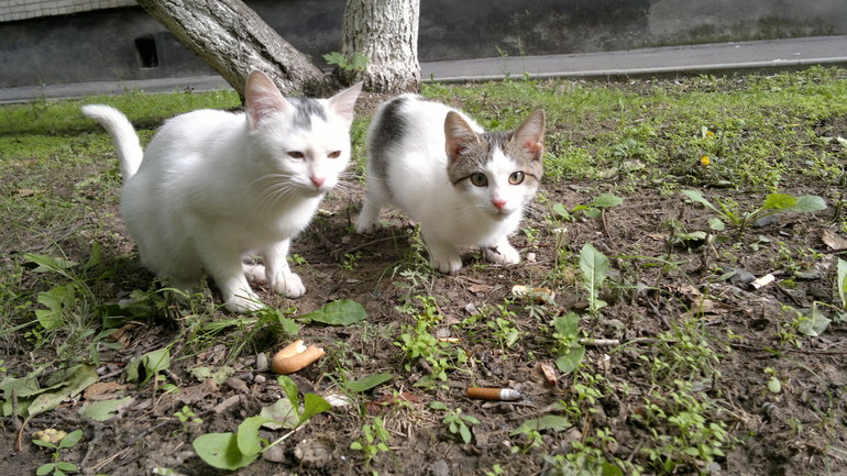 кошачья прогулка
