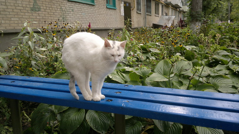 кошачья прогулка