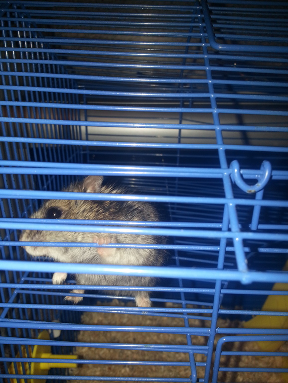 отдам джунгарика с клеткой,ему 8мес