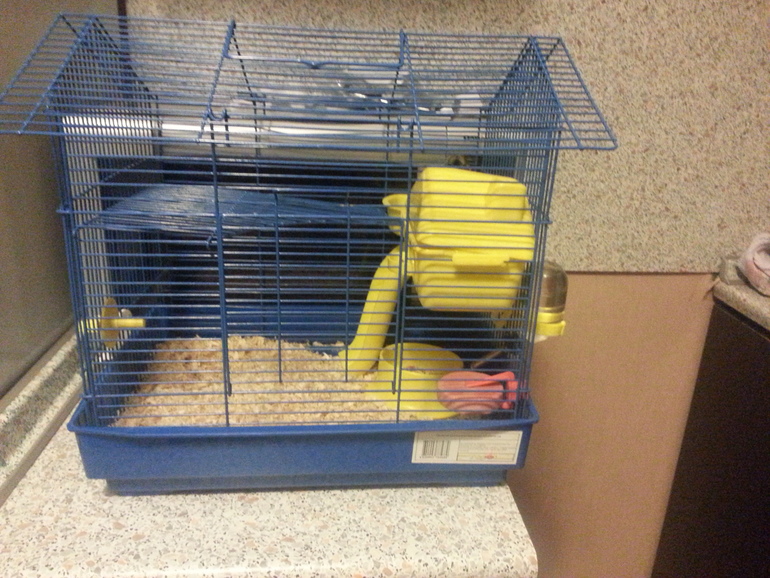 отдам джунгарика с клеткой,ему 8мес