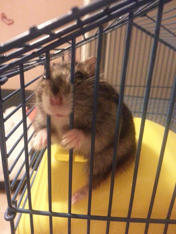 отдам джунгарика с клеткой,ему 8мес