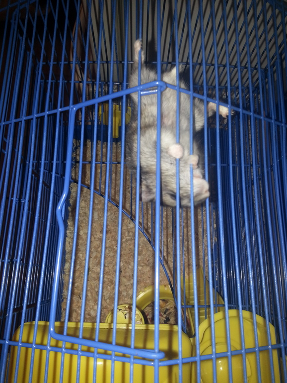 отдам джунгарика с клеткой,ему 8мес