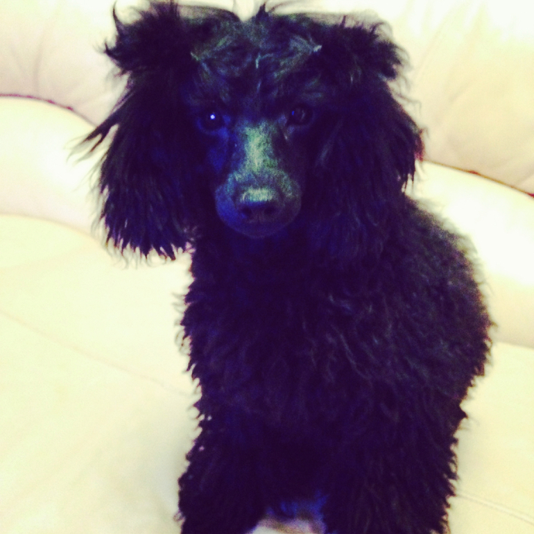 Вот оно наше новое чудо расчудесное!!!!!!