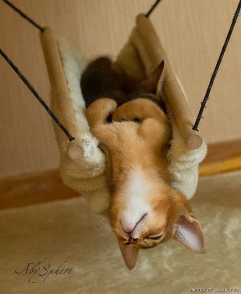 Скоро у нас пополнение в семье.