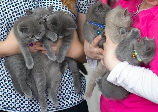 Наша малышня нашла новых хозяев!