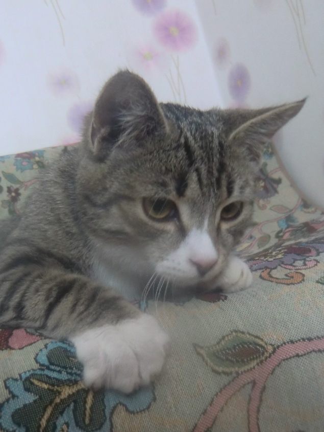 Разве не красавчик?