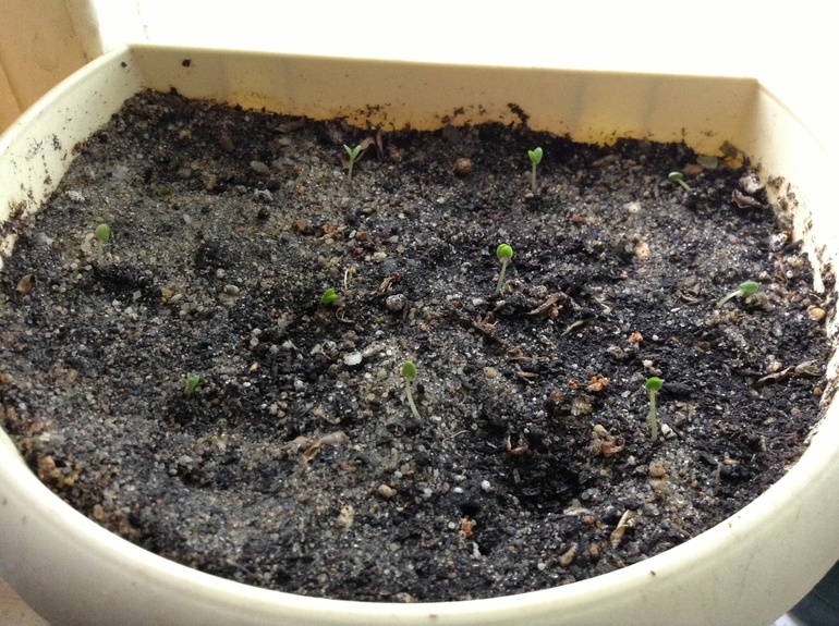 Мои детки! :)