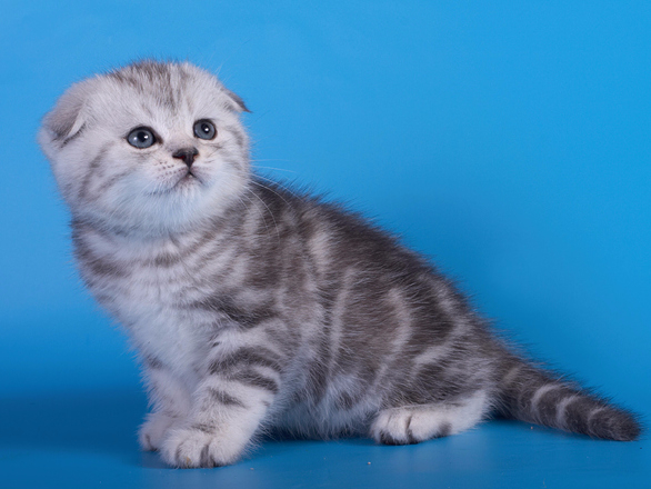 Шотландский вислоухий котёнок. Питомник "SILVER SHARM"