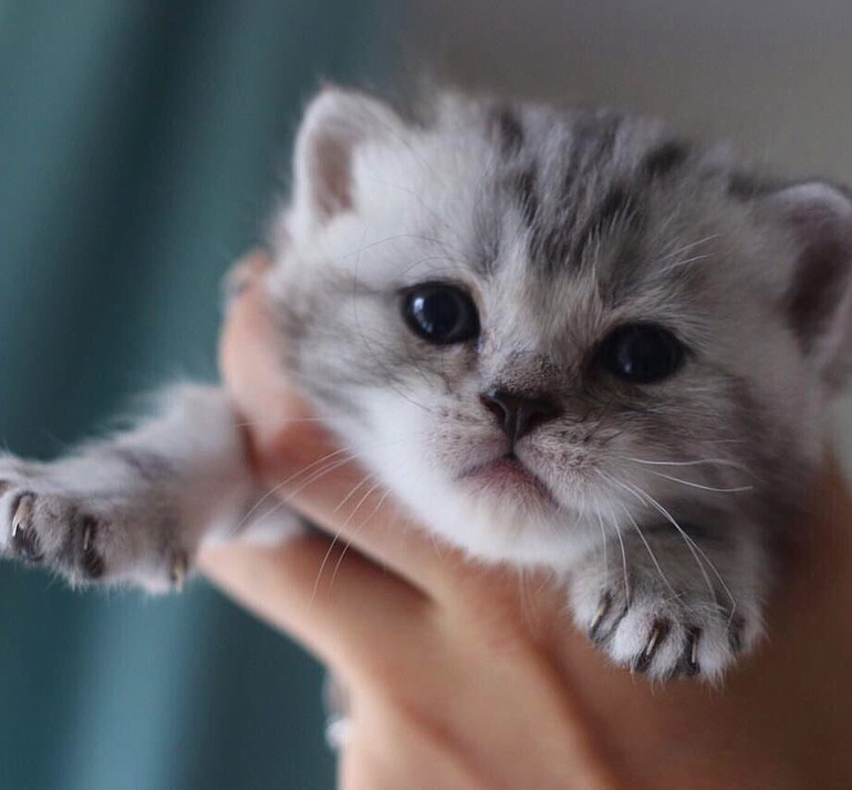 Купить котенка британца