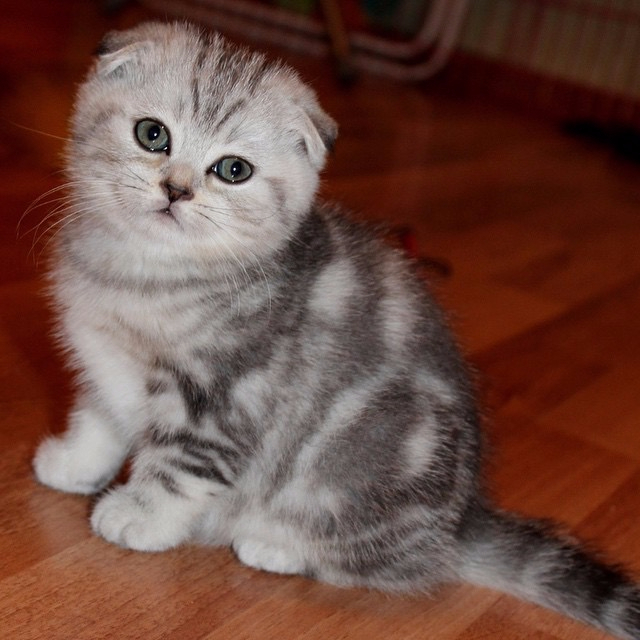 Шотландская вислоухая кошка