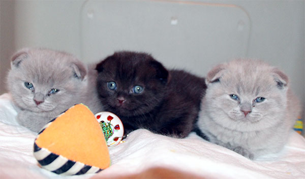 Котятки :)