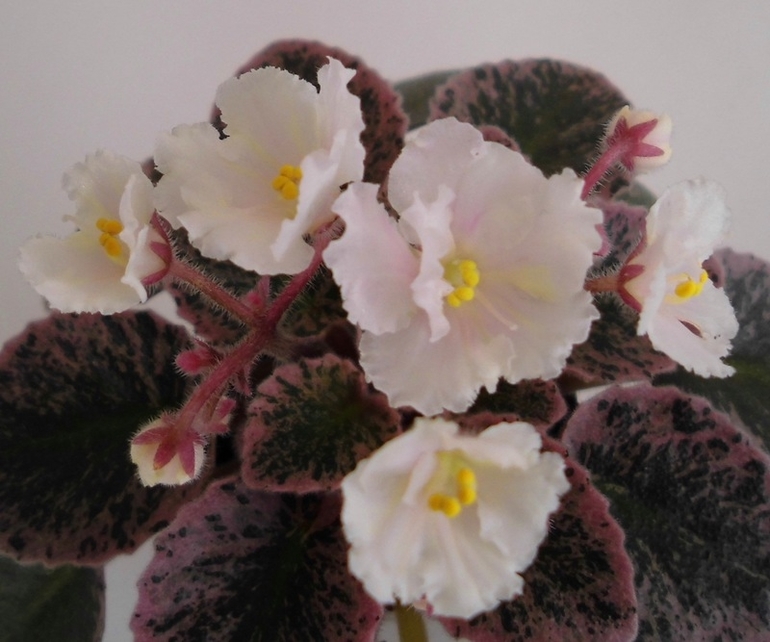 Продам мини и полумини фиалки