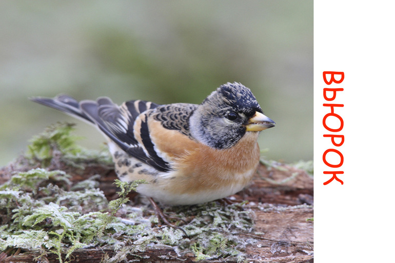 Дела птичьи )