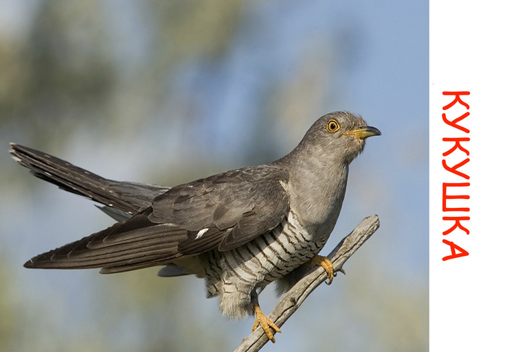 Дела птичьи )