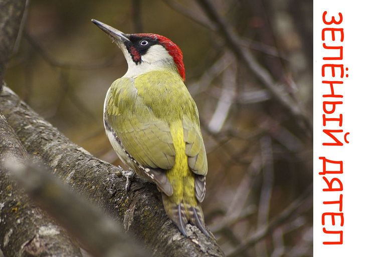 Дела птичьи )