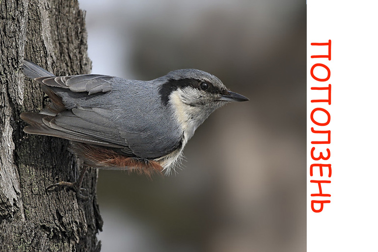 Дела птичьи )