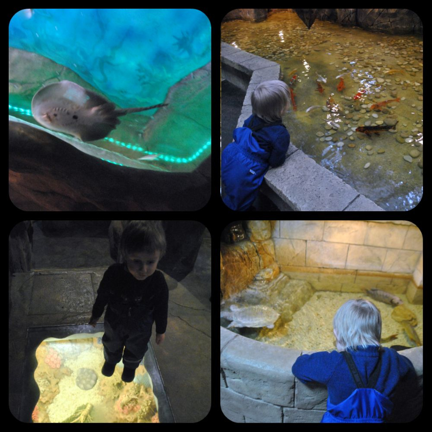 Океанариум-экзотариум «Тайны океана» и «Сад бабочек»: наши впечатления