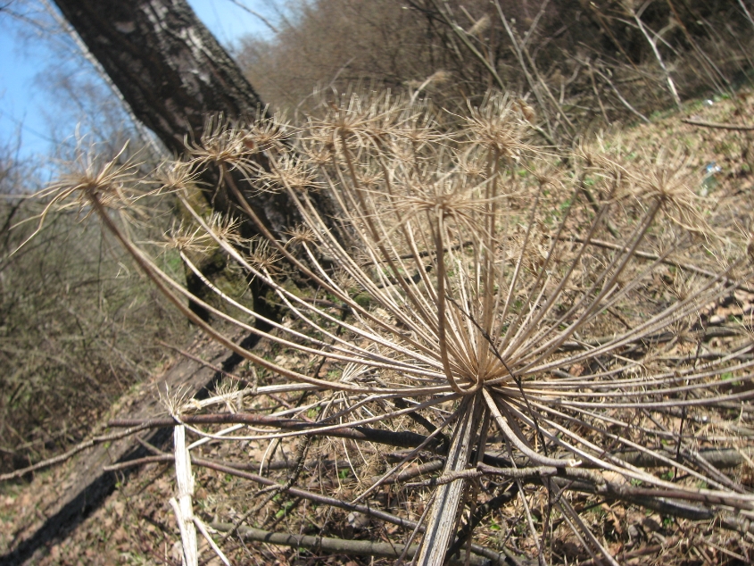 Переславль-Залесский