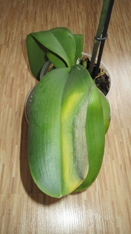 Как спасти орхидею-2?