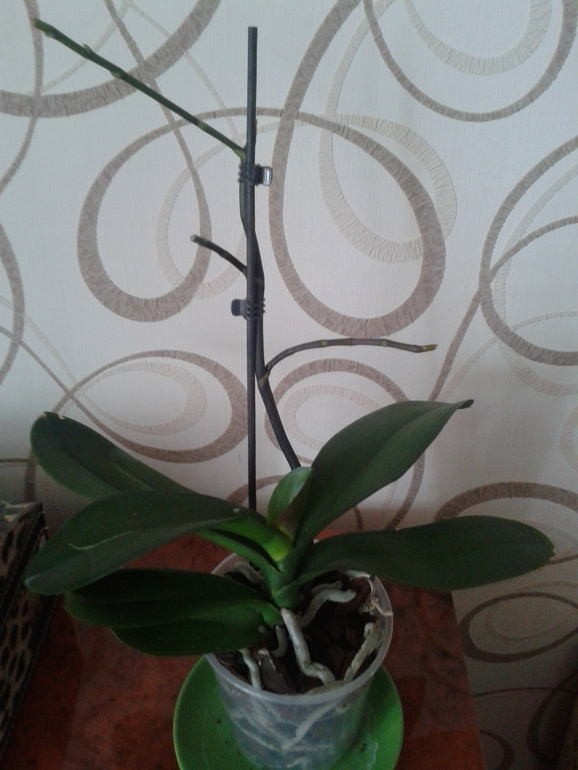 Орхидеи не цветут((((