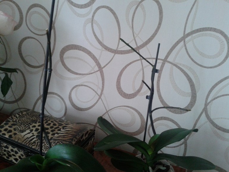 Орхидеи не цветут((((