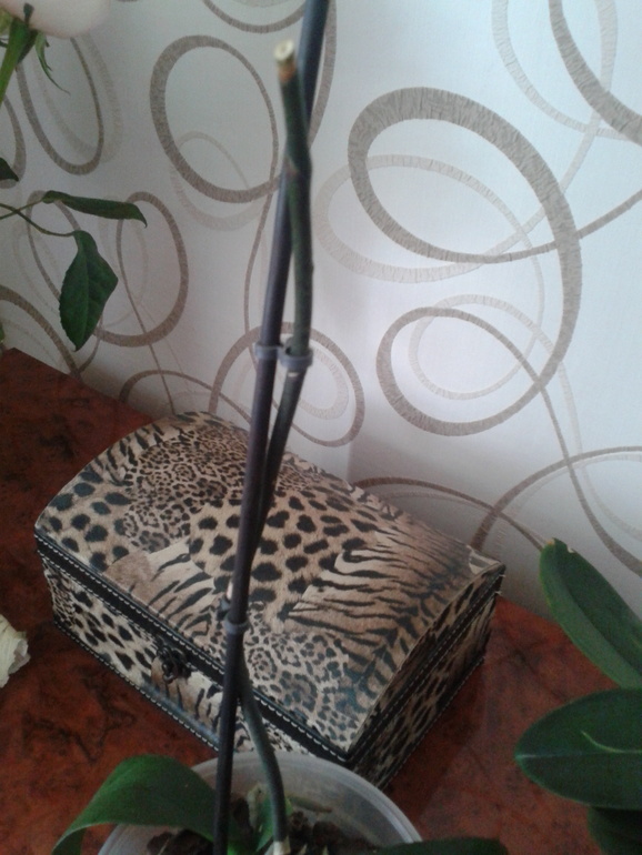 Орхидеи не цветут((((