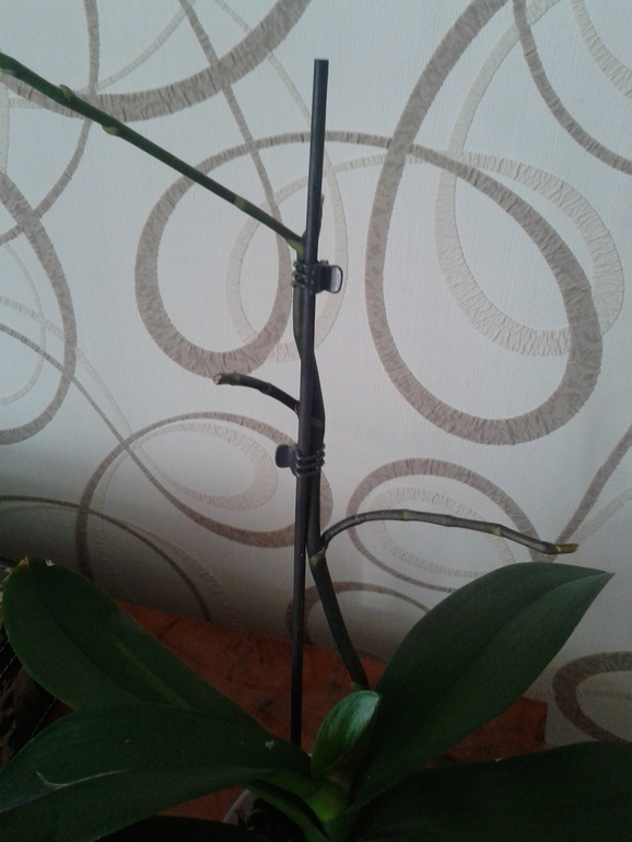 Орхидеи не цветут((((